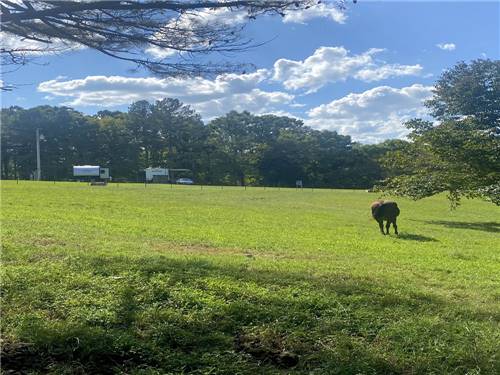 A horse in an open pasture