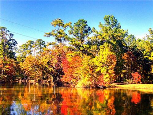 Autumn trees reflect in the pond