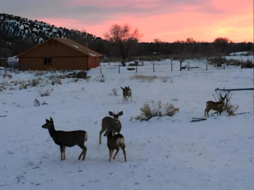 Deer in the snow at sunset
