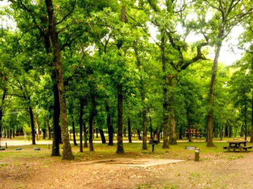 Tall trees at Shiloh on the Lake