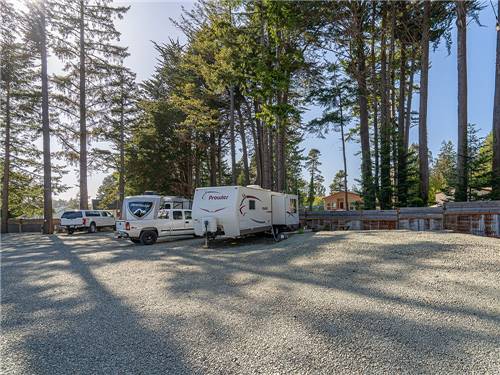 RVs parked under tall trees
