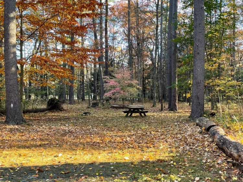 Leafs at site Dingmans Campground