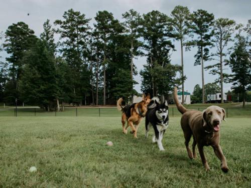 Dogs running on the grass