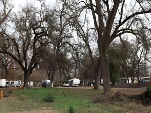 RVs in treed sites