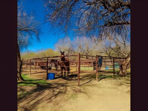 Horses at Lady Lottie Roping Camp