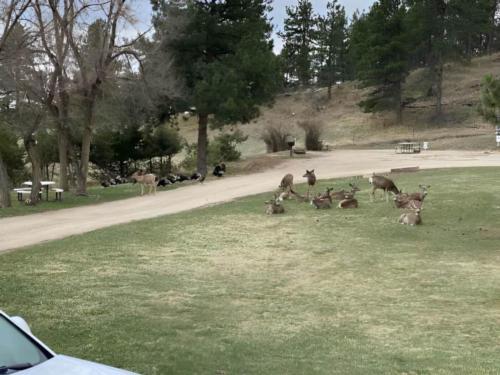Wild deer and turkeys