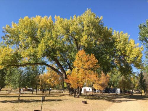Large tress shades sites at Wyatt's Hideaway Campground