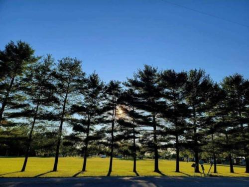 Tree lined grass field at Camp Sabroske