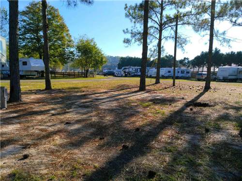 RVs beyond the trees at 341 RV Park