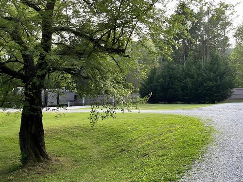 Large tree at Oak Fern RV Park