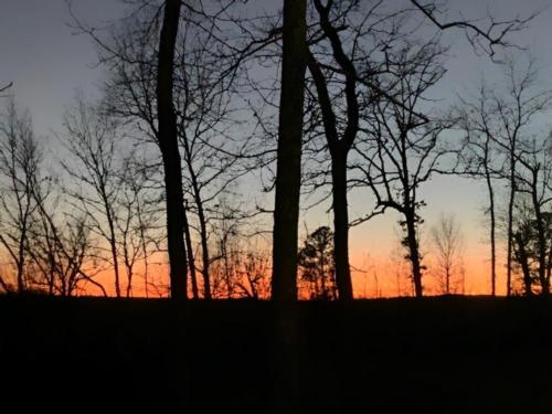 Trees with sun setting at Rollin Oaks Park