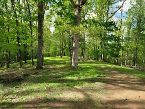 Woods at site Rolling Meadows Family Campground
