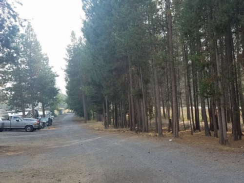 Tree lined road at Crescent RV Park