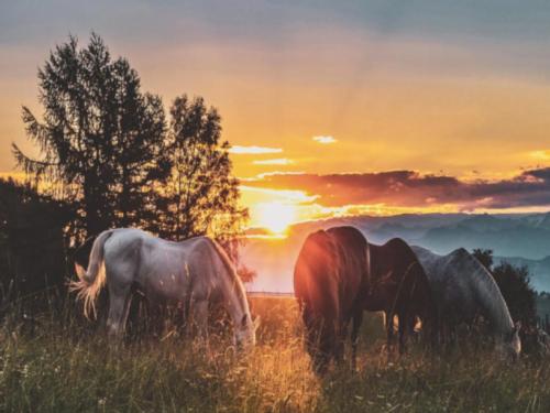 Horses grazing at sunset at Idlewild Farm Stays