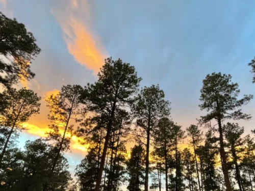 Tall trees at sunset at Midtown Mountain Campground - Riverside