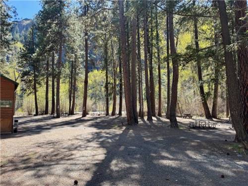 Tall trees at the campground
