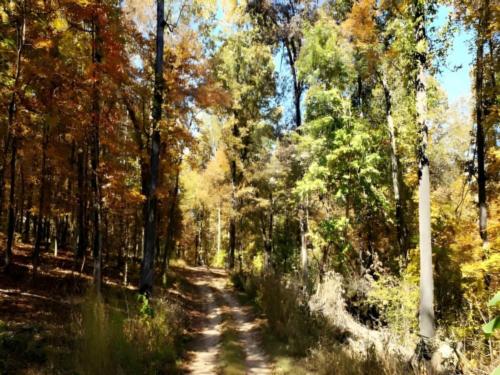 Dirt drive way at site Cedar Ridge South Fork River