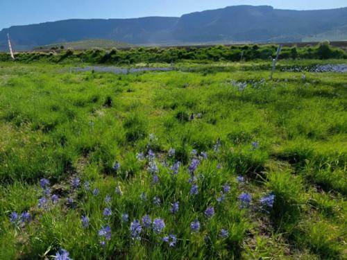 Open grass area at site Oregon Outback RV Park