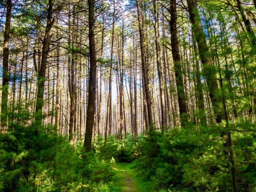 Tall trees at Hominy Ridge Cabins and Gift Shop