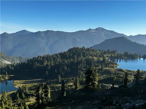Trees by the mountain