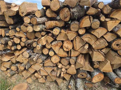 Trees around the water