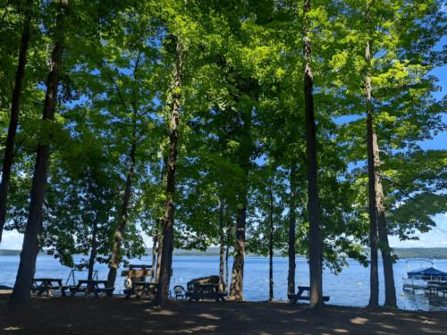 Tables and chairs under trees by the lake