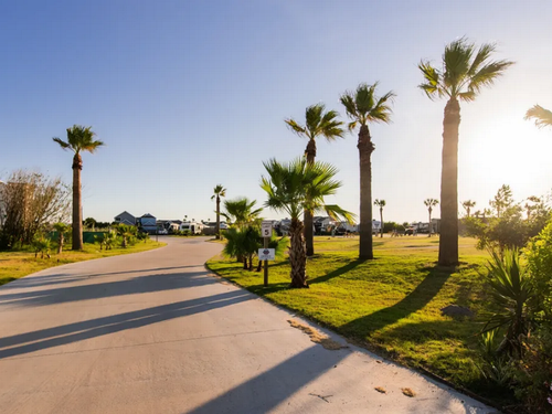 Road line with palm trees