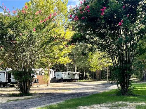 RVs at site among shade trees