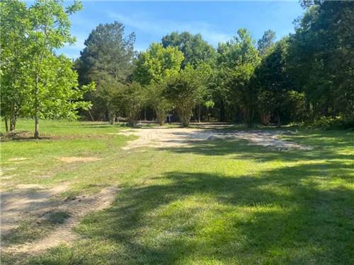 A view of the trees from a grassy area
