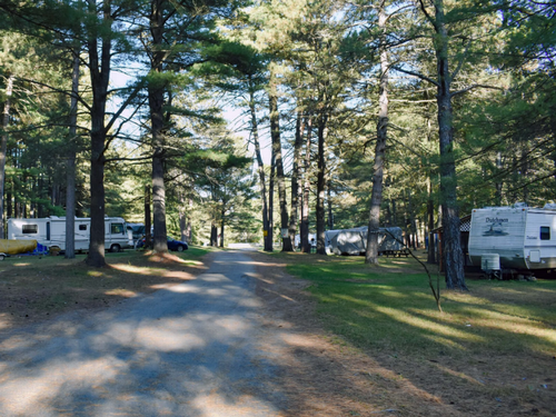 Tall trees at the park