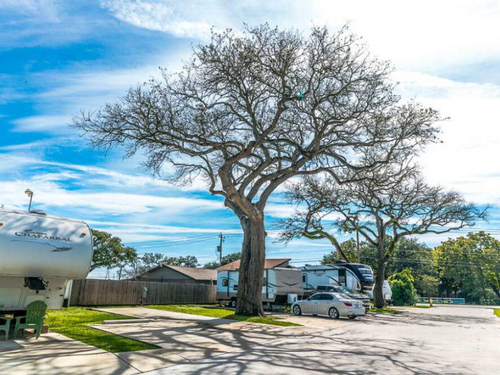 Large tree at park Plantation Oaks RV Park
