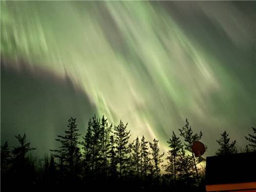 Lights across the trees