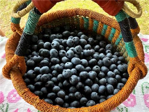 Blueberries in a basket