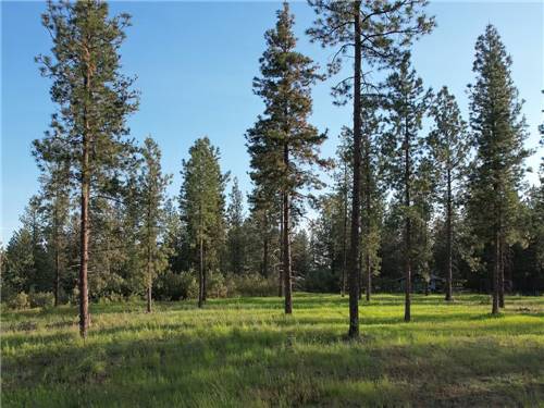 Tall trees around the park