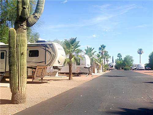 Cactus and palm trees at park