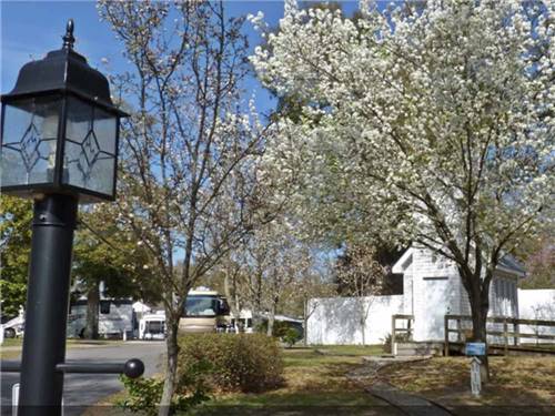 A tree with white flowers at BRIARCLIFFE RV RESORT