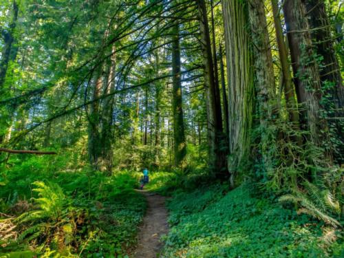 A person hiking thru the trees
