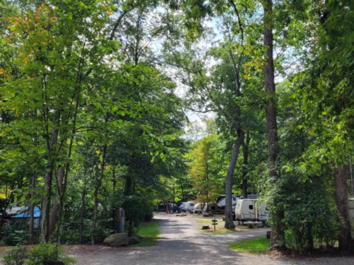 RVs parked under trees at Nelson's Family Campground