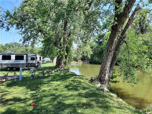 A group of ducks walking to the river at Elkhorn Creek RV Park