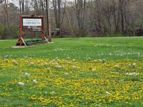 Park sign in a field of flowers at Susquehanna Trail Campground