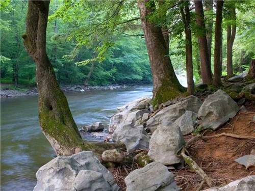 Tree lined bank of the river at MOUNTAINEER CAMPGROUND