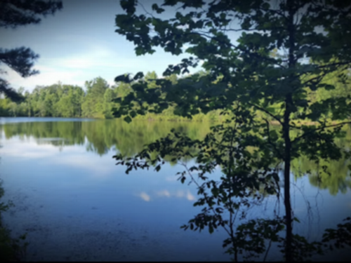 Trees by the water Peach Queen Campground