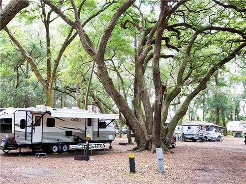 Huge tree towering beside white trailer at JEKYLL ISLAND CAMPGROUND