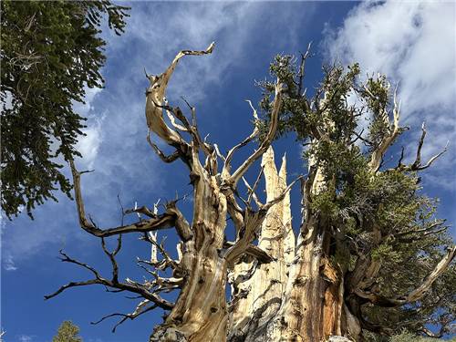 Tree hit by lightening
