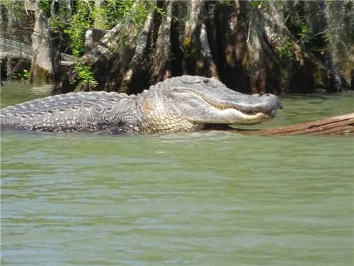 An alligator on water at CAJUN COAST VISITORS & CONVENTION BUREAU