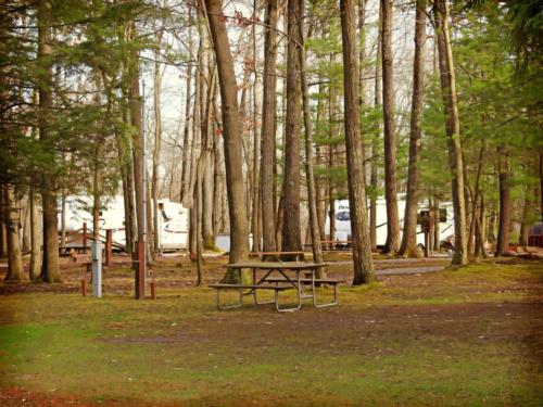Panic under the trees at Campers Paradise Campground